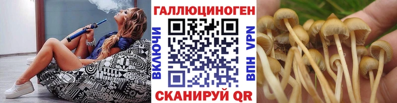 Псилоцибиновые грибы Cubensis  Купить закладки  Новоалександровск 
